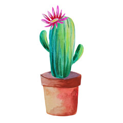 flowering cactus in a pot illustration