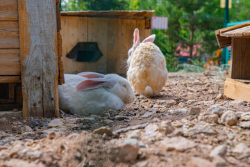 many white and gray rabbits live in a cage