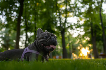 funny black french bulldog dog breed lay down in the park on the lawn with his tongue hanging out and big eyes