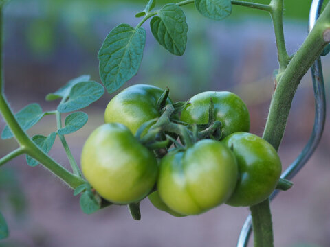 Gr&uuml;ne Tomaten frisch an der Pflanze