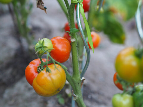 Tomaten frisch an der Pflanze