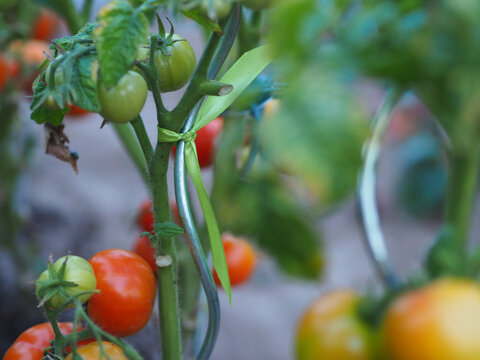 Tomaten frisch an der Pflanze