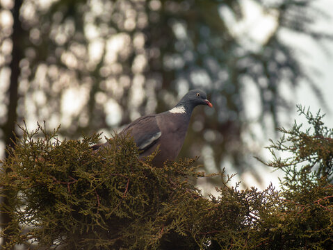 Common Wood Pigeon