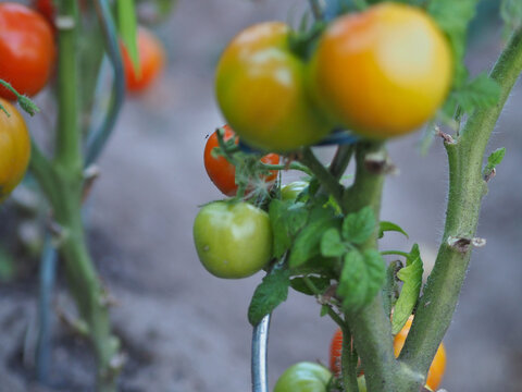 Tomaten frisch an der Pflanze