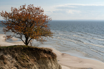 a tree on a hill above an ocean beach