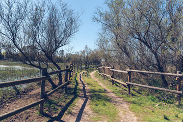 Fototapeta na wymiar Dirt path on the wetlands. (Parc Natural dels Aiguamolls de l'Empordà, Spain)