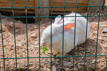 grass fed white rabbit in a cage