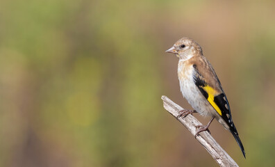 European goldfinch, Carduelis carduelis. A young bird sits on a branch against a beautiful background