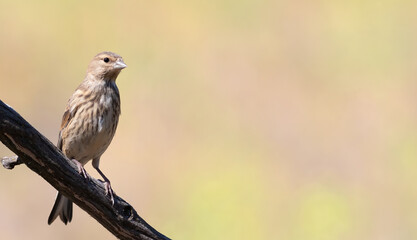 Common linnet, Linaria cannabina. The bird sits on a branch against a beautiful background