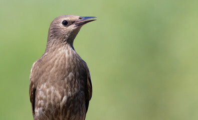 Fototapeta premium Common starling, Sturnus vulgaris. Young bird, close-up