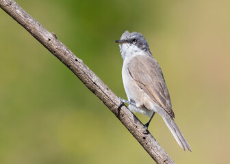 Common Whitethroat, Sylvia communis. A young bird sits on a branch in the early morning on a beautiful blurry background