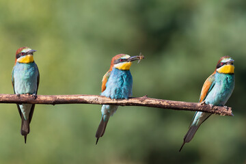 European bee-eater, Merops apiaster. Three birds sit together on a branch