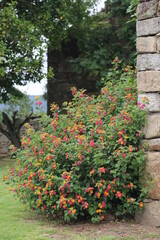 Lantana