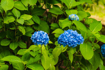 ブルー系の紫陽花の花