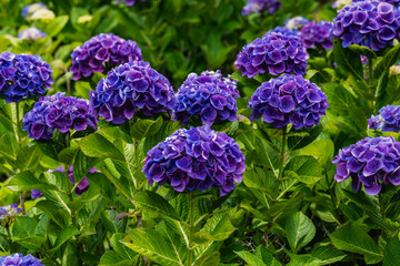 ブルー系の紫陽花の花