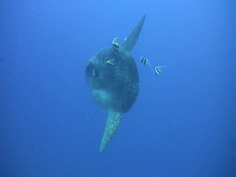 Oceanic sunfish (mola-mola) being cleaned by bannerfish