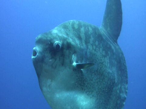 Oceanic sunfish (mola-mola)