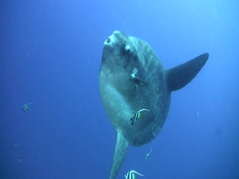 Oceanic sunfish (mola-mola) being cleaned by bannerfish