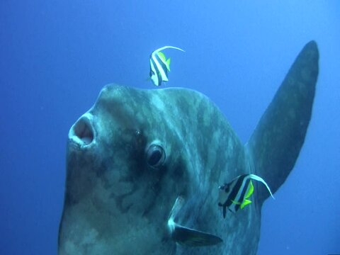 Oceanic sunfish (mola-mola) being cleaned by bannerfish