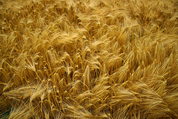 the golden field is the bread of life