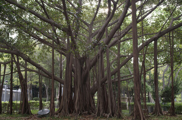 trees in the park