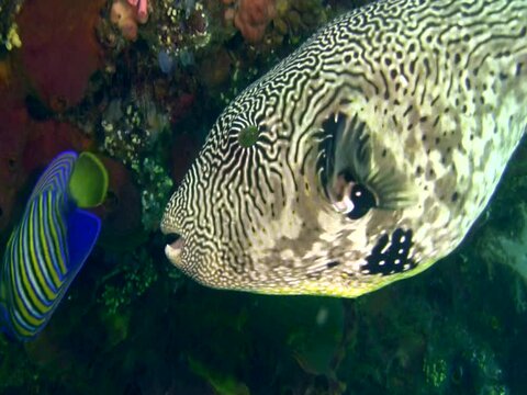 Map pufferfish (Arothron mappa)
