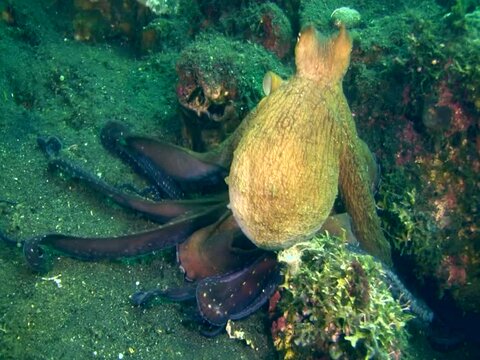 Common reef octopus (Octopus cyanea) crawling