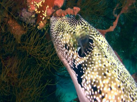 Map pufferfish (Arothron mappa) eating