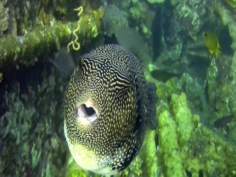 Map pufferfish (Arothron mappa) puffing down