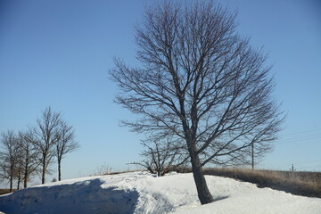 Beautiful bare tree in snowdrift on blue sky background at spring day