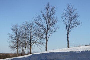 Obraz premium Beautiful bare trees on snowdrift on blue sky background at spring day