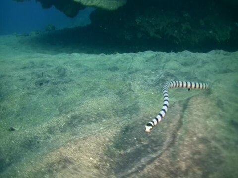 Banded sea krait (Laticauda colubrina) swimming, young