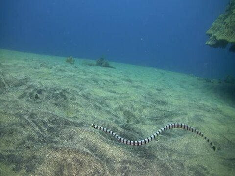 Banded sea krait (Laticauda colubrina) swimming, young