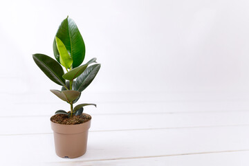 Fototapeta na wymiar Rubber fig Ficus elastica plant with green leaves by white wall
