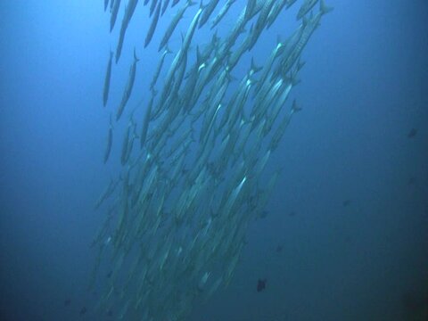 Blackfin barracuda (Sphyraena qenie) in school