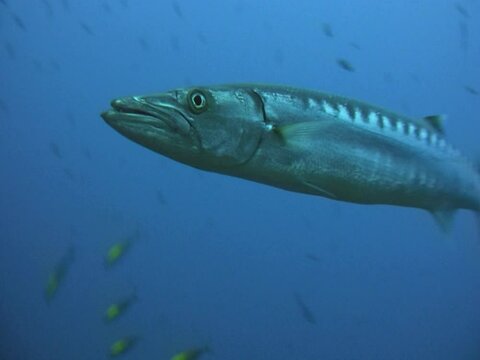 Great barracuda (Sphyraena barracuda) swimming towards camera