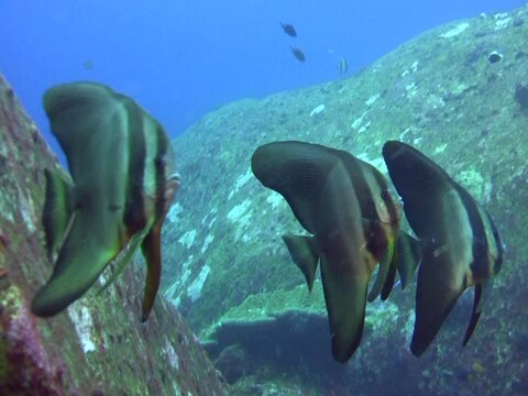 Tall-fin batfish (Platax teira) among boulders