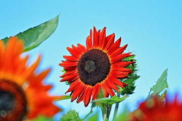 The sunflowers have become perfect for viewing
