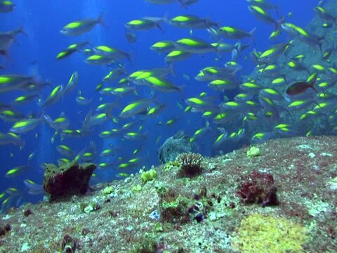 School of Randalls fusilier (Pterocaesio randalli)