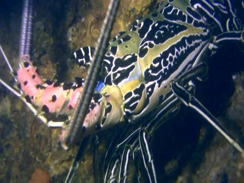 Painted spiny lobster (Panulirus versicolor), close up