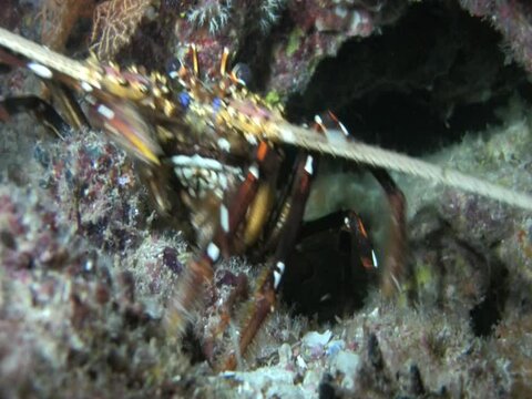 Long-legged spiny lobster (Panulirus longipes longipes) walking