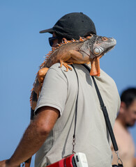 Shallow depth of field (selective focus) details with a man carrying an iguana on a Romanian beach for the tourists to take photos with it.