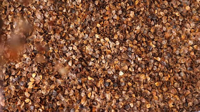 Top view close-up video of buckwheat husks falling down on a pile in slow motion