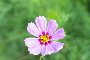 Obraz premium Pink cosmos flower in green garden background.