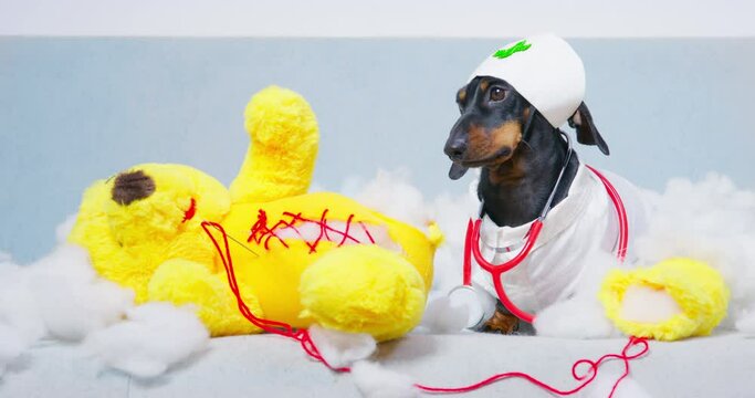 Dachshund dog dressed as doctor puts stitches with red thread on torn teddy bear. Black pet with stethoscope treats broken toy close view