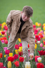 Diese Tulpen sind für Dich, junger Mann pflückt Blumen
