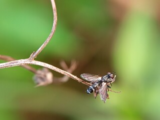 close up of Small insect on a dry twig of a wild plant on a blurred nature background