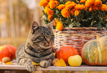 A striped cat sits on a table among pumpkins and a basket of autumn flowers
