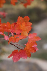 Hojas otoño