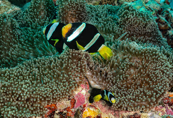 Clownfish swimming around their anemone